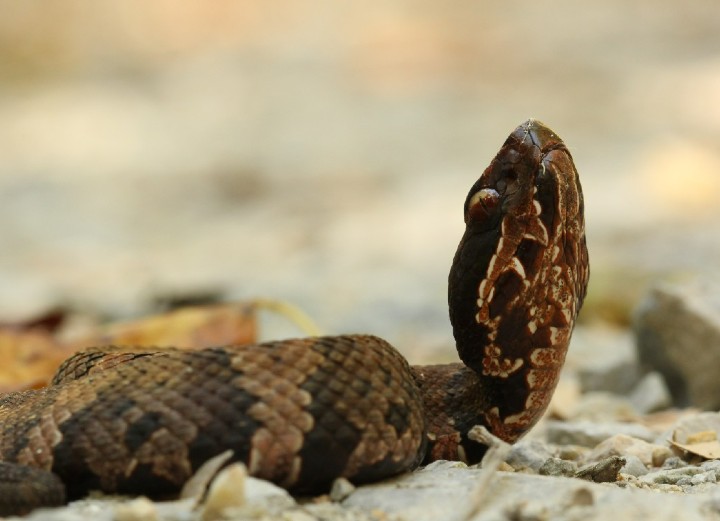 Cottonmouth